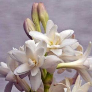 Tuberose Floral Absolute Oil