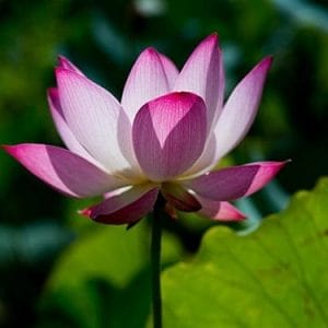 Pink Lotus Floral Absolute Oil