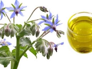 Borage Seed Carrier Oil